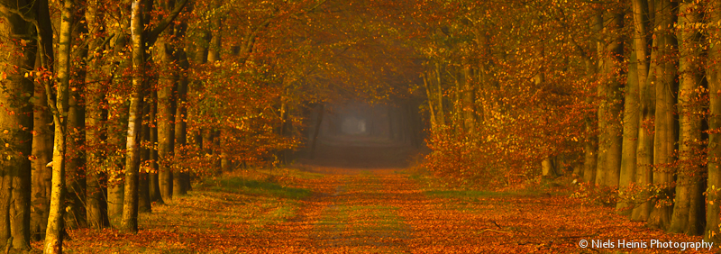 Autumn coloured forest lane