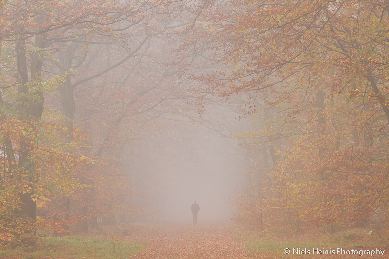 Mystical autumn in Drenthe