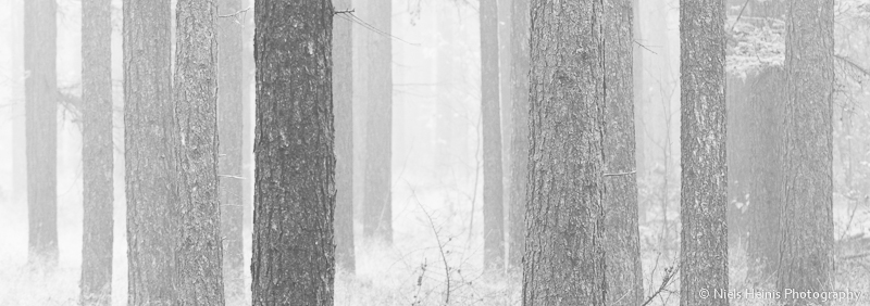 Autumn forest in B/W