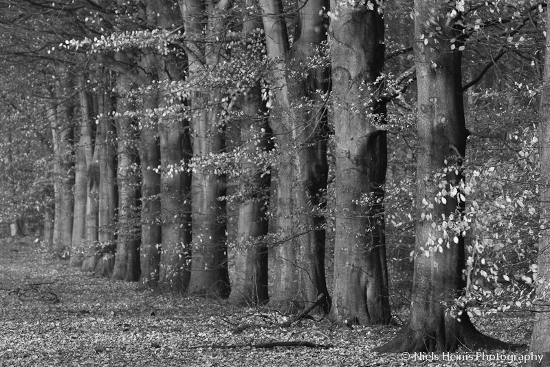 Beeches in Black and White