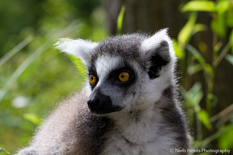 Ring-tailed lemur (Ringstaartmaki / Lemur catta)