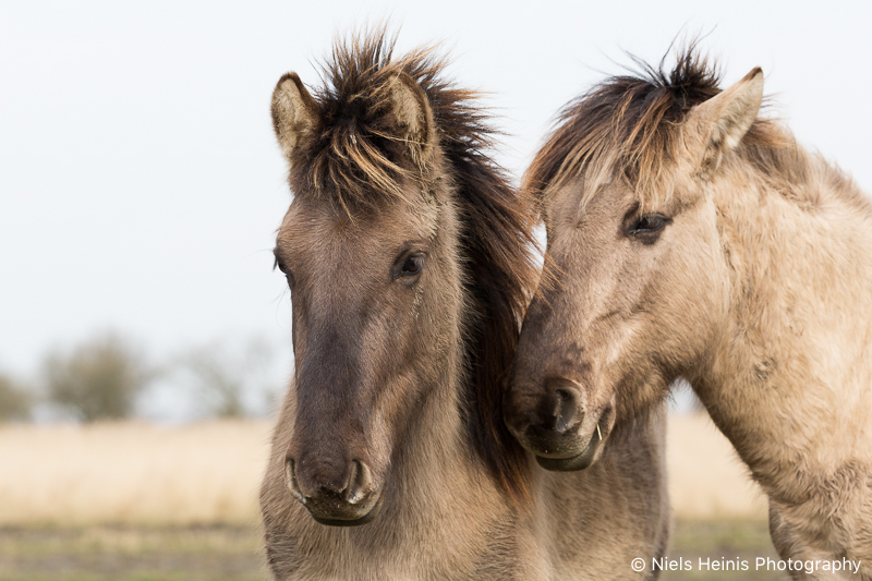Konik horses in NP Lauwersmeer