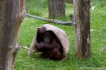 Orangutan (Orang-oetan / Pongo)
