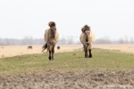 Konik horses in NP Lauwersmeer
